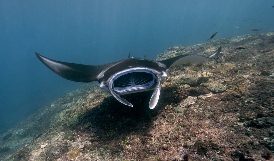 Manta Ray Night Dive/Snorkel