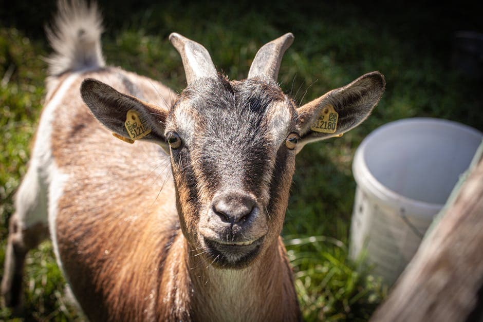 Surfing Goat Dairy