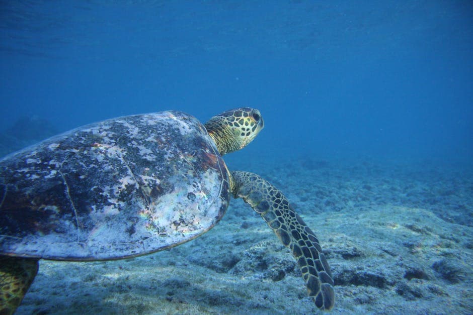 Honolua Bay