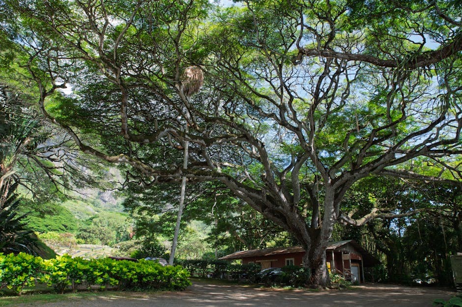 Upcountry Maui & Makawao Town